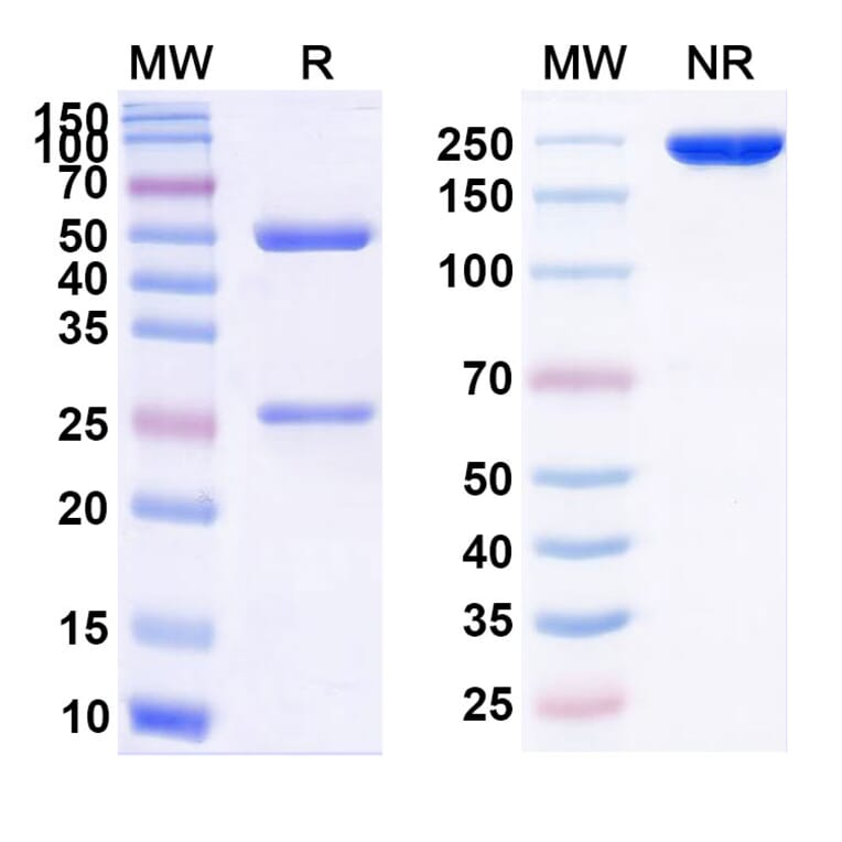 SDS-PAGE - Efalizumab Biosimilar - Anti-CD11a Antibody - BSA and Azide free (A339825) - Antibodies.com
