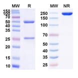 SDS-PAGE - Efalizumab Biosimilar - Anti-CD11a Antibody - BSA and Azide free (A339825) - Antibodies.com