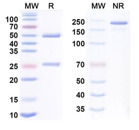 SDS-PAGE - Magrolimab Biosimilar - Anti-CD47 Antibody - BSA and Azide free (A339827) - Antibodies.com