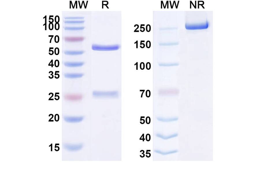 SDS-PAGE - Dalotuzumab Biosimilar - Anti-IGF1R Antibody - BSA and Azide free (A339829) - Antibodies.com