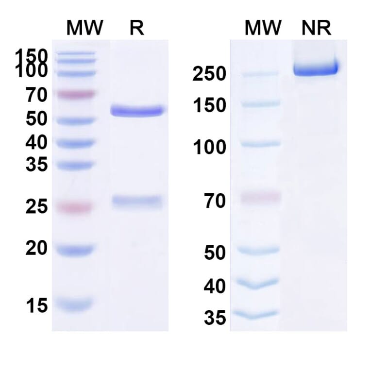 SDS-PAGE - Dalotuzumab Biosimilar - Anti-IGF1R Antibody - BSA and Azide free (A339829) - Antibodies.com