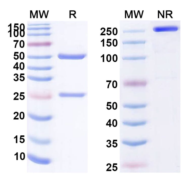 SDS-PAGE - Adecatumumab Biosimilar - Anti-EpCAM Antibody - BSA and Azide free (A339832) - Antibodies.com
