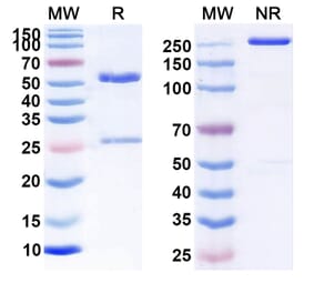 SDS-PAGE - Tucotuzumab Biosimilar - Anti-EpCAM Antibody - BSA and Azide free (A339833) - Antibodies.com