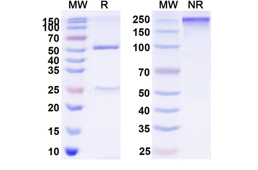 SDS-PAGE - Vibostolimab Biosimilar - Anti-TIGIT Antibody - BSA and Azide free (A339835) - Antibodies.com