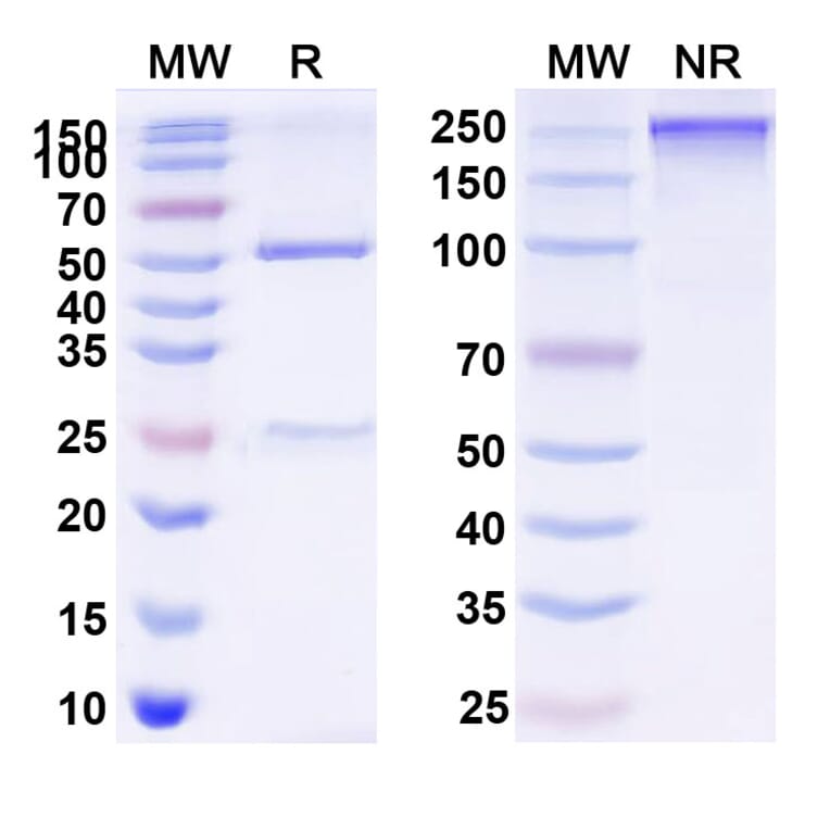 SDS-PAGE - Vibostolimab Biosimilar - Anti-TIGIT Antibody - BSA and Azide free (A339835) - Antibodies.com