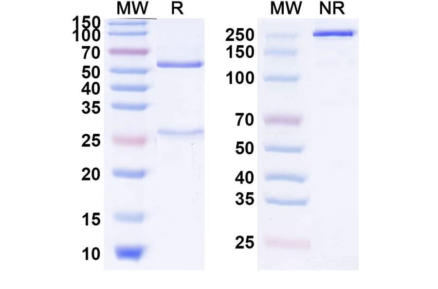 SDS-PAGE - Lorukafusp Alfa Biosimilar - Anti-Ganglioside GD2 Antibody - BSA and Azide free (A339837) - Antibodies.com