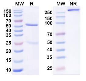 SDS-PAGE - MK-3655 Biosimilar - Anti-KLB Antibody - BSA and Azide free (A339841) - Antibodies.com