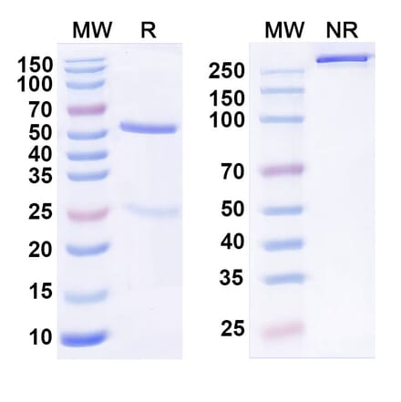 SDS-PAGE - MK-3655 Biosimilar - Anti-KLB Antibody - BSA and Azide free (A339841) - Antibodies.com
