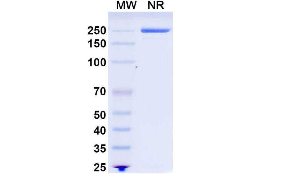 SDS-PAGE - Rituximab Biosimilar - Anti-CD20 Antibody - BSA and Azide free (A339843) - Antibodies.com
