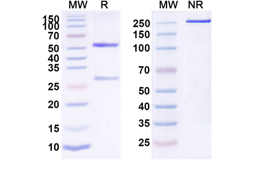 SDS-PAGE - Pembrolizumab Biosimilar - Anti-PD 1 Antibody - BSA and Azide free (A339845) - Antibodies.com
