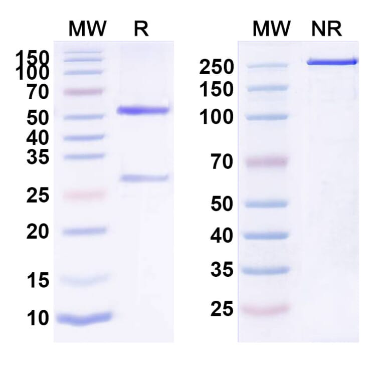 SDS-PAGE - Pembrolizumab Biosimilar - Anti-PD 1 Antibody - BSA and Azide free (A339845) - Antibodies.com