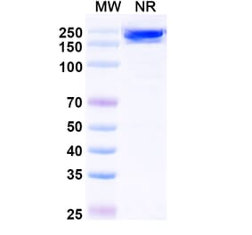 SDS-PAGE - Avelumab Biosimilar - Anti-PD-L1 Antibody - BSA and Azide free (A339847) - Antibodies.com