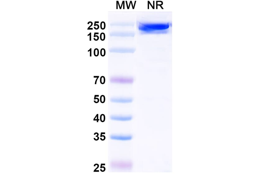 SDS-PAGE - Avelumab Biosimilar - Anti-PD-L1 Antibody - BSA and Azide free (A339847) - Antibodies.com