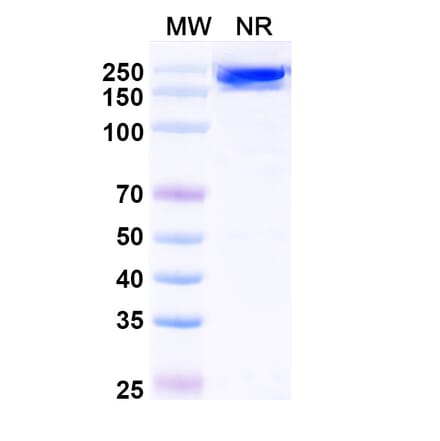 SDS-PAGE - Avelumab Biosimilar - Anti-PD-L1 Antibody - BSA and Azide free (A339847) - Antibodies.com