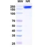 SDS-PAGE - Avelumab Biosimilar - Anti-PD-L1 Antibody - BSA and Azide free (A339847) - Antibodies.com