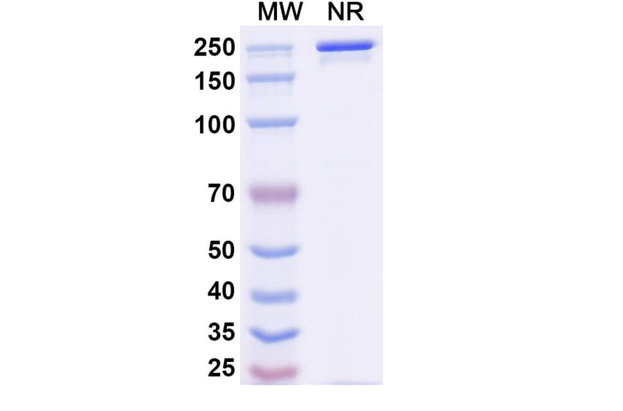 SDS-PAGE - Avelumab Biosimilar - Anti-PD-L1 Antibody - BSA and Azide free (A339847) - Antibodies.com