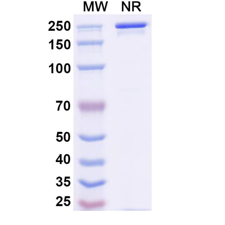 SDS-PAGE - Avelumab Biosimilar - Anti-PD-L1 Antibody - BSA and Azide free (A339847) - Antibodies.com