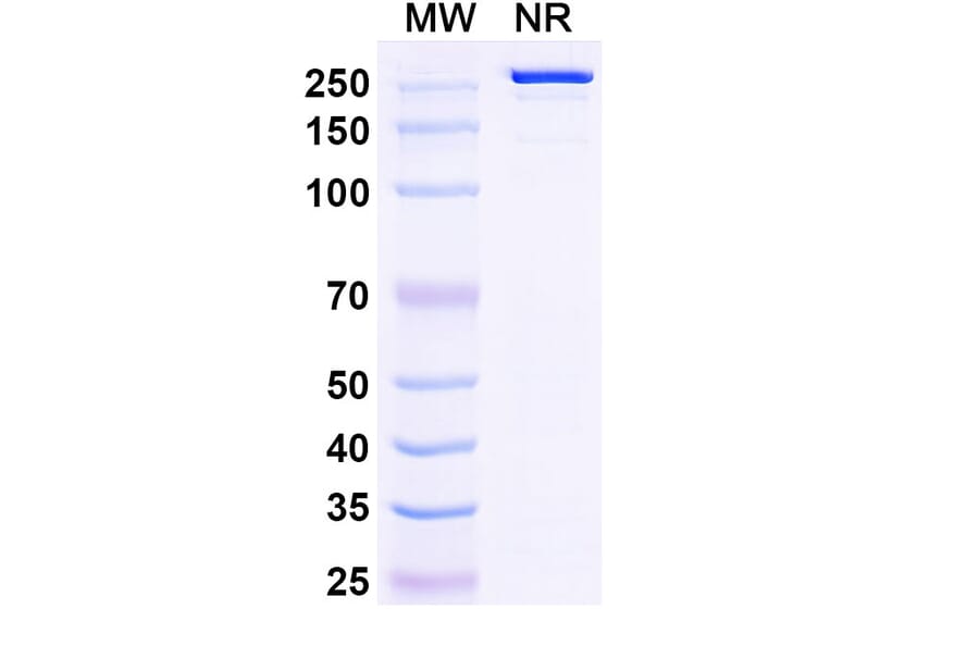 SDS-PAGE - Tildrakizumab Biosimilar - Anti-IL-23 p19 Antibody - BSA and Azide free (A339848) - Antibodies.com