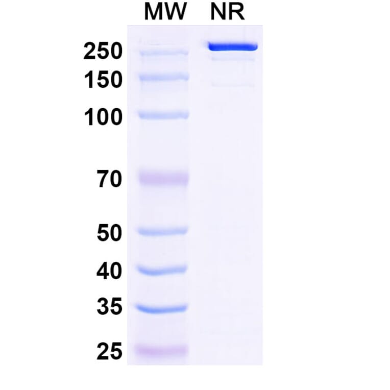SDS-PAGE - Tildrakizumab Biosimilar - Anti-IL-23 p19 Antibody - BSA and Azide free (A339848) - Antibodies.com
