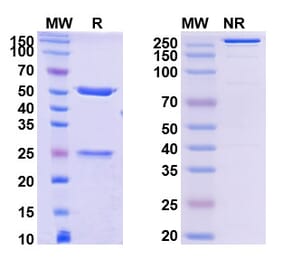 SDS-PAGE - MK-4830 Biosimilar - Anti-LILRB2 Antibody - BSA and Azide free (A339850) - Antibodies.com