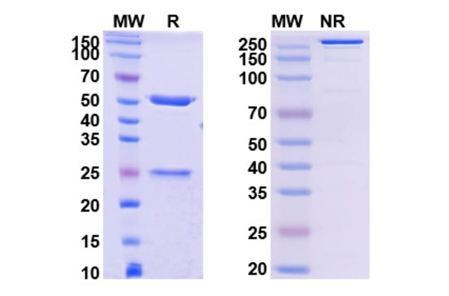 SDS-PAGE - MK-4830 Biosimilar - Anti-LILRB2 Antibody - BSA and Azide free (A339850) - Antibodies.com