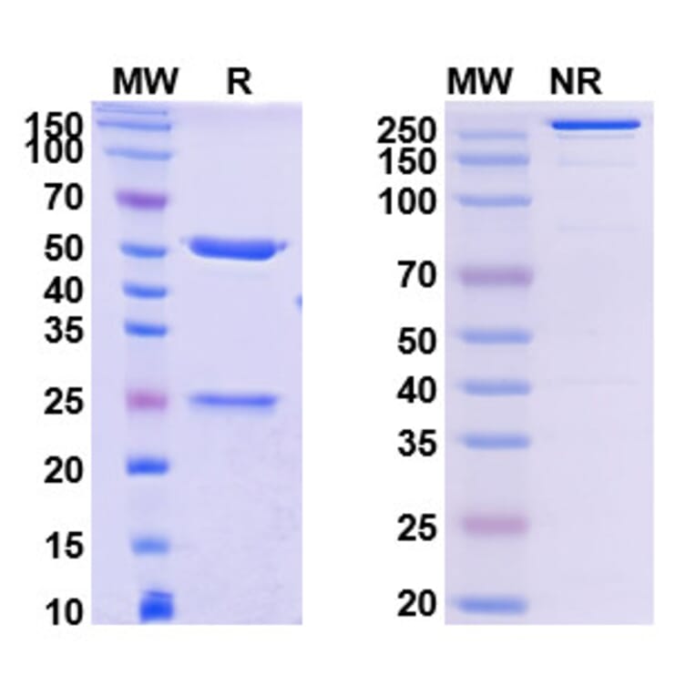 SDS-PAGE - MK-4830 Biosimilar - Anti-LILRB2 Antibody - BSA and Azide free (A339850) - Antibodies.com