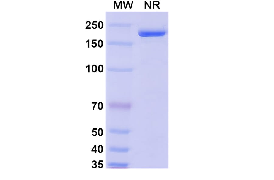 SDS-PAGE - MK-4830 Biosimilar - Anti-LILRB2 Antibody - BSA and Azide free (A339850) - Antibodies.com