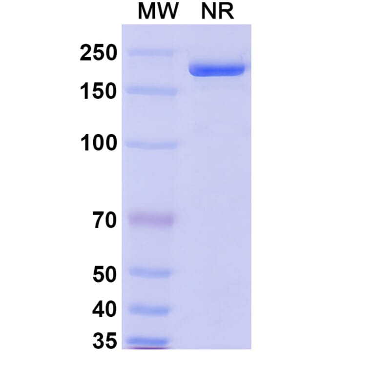 SDS-PAGE - MK-4830 Biosimilar - Anti-LILRB2 Antibody - BSA and Azide free (A339850) - Antibodies.com