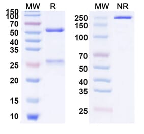 SDS-PAGE - Anti-CD19 Antibody [DI-B4] Biosimilar - BSA and Azide free (A339852) - Antibodies.com