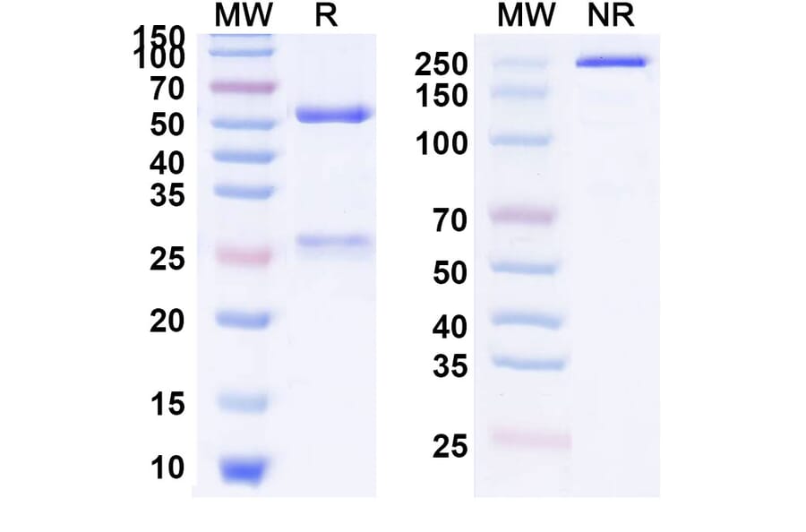 SDS-PAGE - Anti-CEACAM1 Antibody [CM-24] Biosimilar - BSA and Azide free (A339853) - Antibodies.com