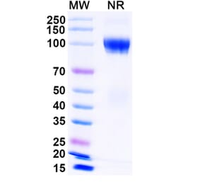 SDS-PAGE - Luspatercept Biosimilar - Anti-GDF11 Antibody - BSA and Azide free (A339855) - Antibodies.com