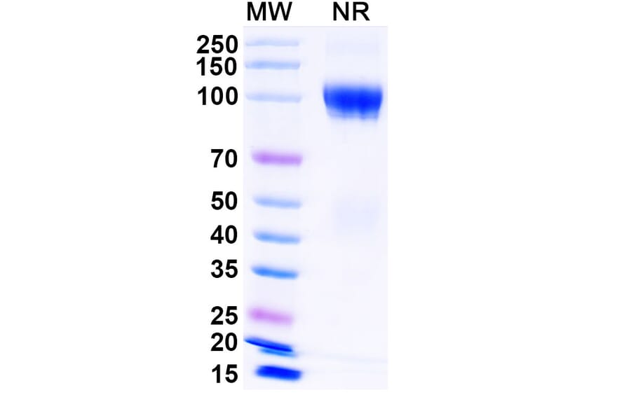 SDS-PAGE - Luspatercept Biosimilar - Anti-GDF11 Antibody - BSA and Azide free (A339855) - Antibodies.com