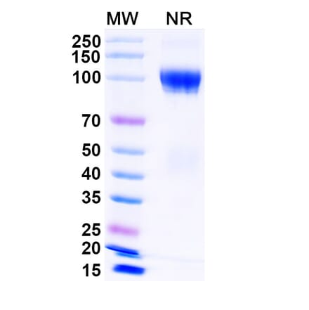 SDS-PAGE - Luspatercept Biosimilar - Anti-GDF11 Antibody - BSA and Azide free (A339855) - Antibodies.com