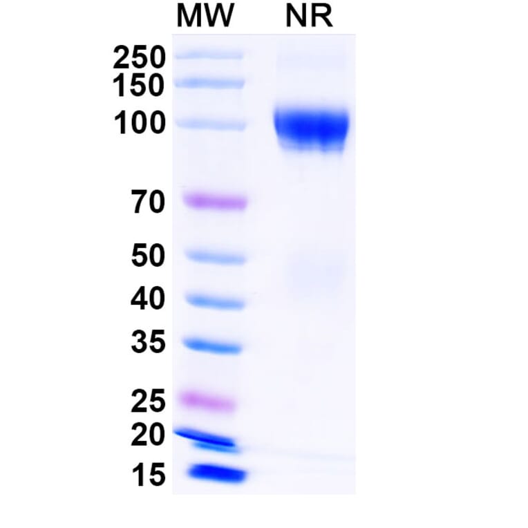 SDS-PAGE - Luspatercept Biosimilar - Anti-GDF11 Antibody - BSA and Azide free (A339855) - Antibodies.com