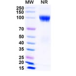 SDS-PAGE - Luspatercept Biosimilar - Anti-GDF11 Antibody - BSA and Azide free (A339855) - Antibodies.com