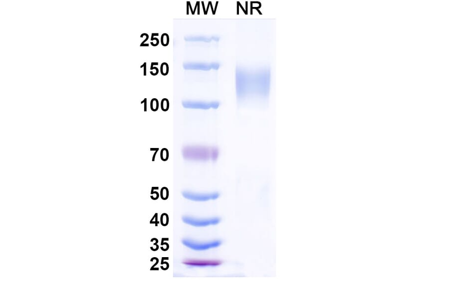 SDS-PAGE - Ramatercept Biosimilar - Anti-Myostatin Antibody - BSA and Azide free (A339856) - Antibodies.com