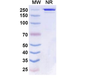 SDS-PAGE - Boserolimab Biosimilar - Anti-CD27 Antibody - BSA and Azide free (A339859) - Antibodies.com