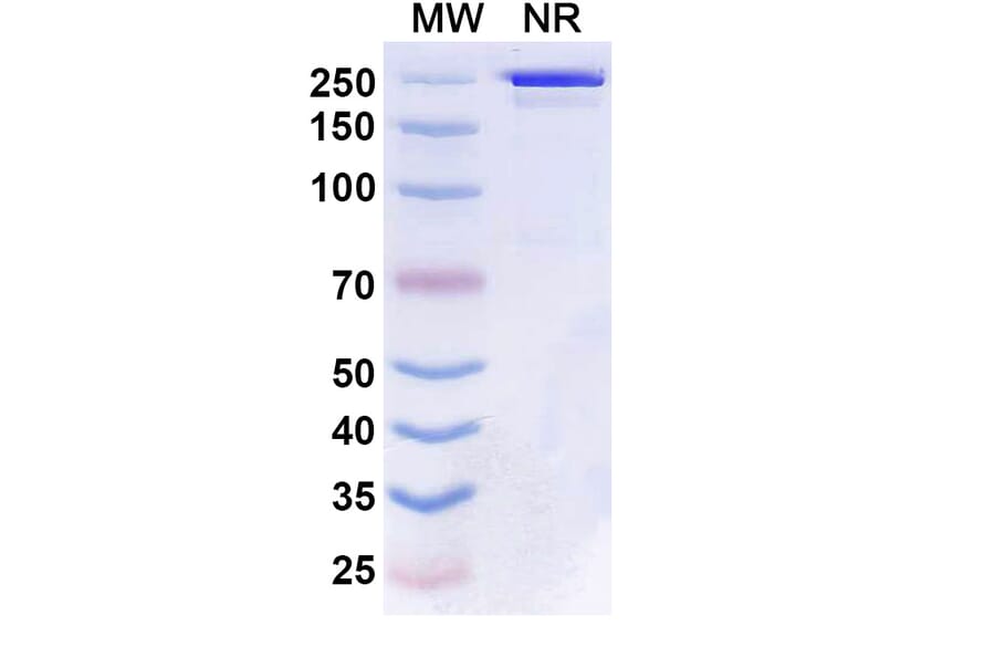 SDS-PAGE - Boserolimab Biosimilar - Anti-CD27 Antibody - BSA and Azide free (A339859) - Antibodies.com