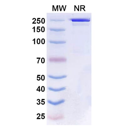 SDS-PAGE - Boserolimab Biosimilar - Anti-CD27 Antibody - BSA and Azide free (A339859) - Antibodies.com