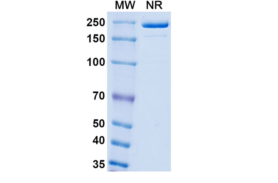 SDS-PAGE - Boserolimab Biosimilar - Anti-CD27 Antibody - BSA and Azide free (A339859) - Antibodies.com