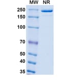 SDS-PAGE - Boserolimab Biosimilar - Anti-CD27 Antibody - BSA and Azide free (A339859) - Antibodies.com