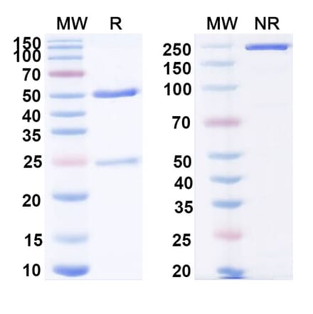 SDS-PAGE - Anti-IL-18 Antibody [ABT-325] Biosimilar - BSA and Azide free (A339860) - Antibodies.com