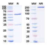 SDS-PAGE - Anti-IL-18 Antibody [ABT-325] Biosimilar - BSA and Azide free (A339860) - Antibodies.com