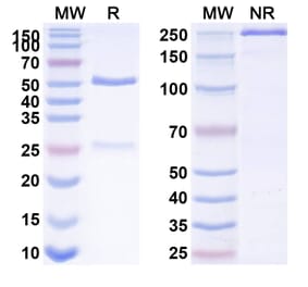 SDS-PAGE - Anti-IL-15 Antibody [DISC28] Biosimilar - BSA and Azide free (A339861) - Antibodies.com