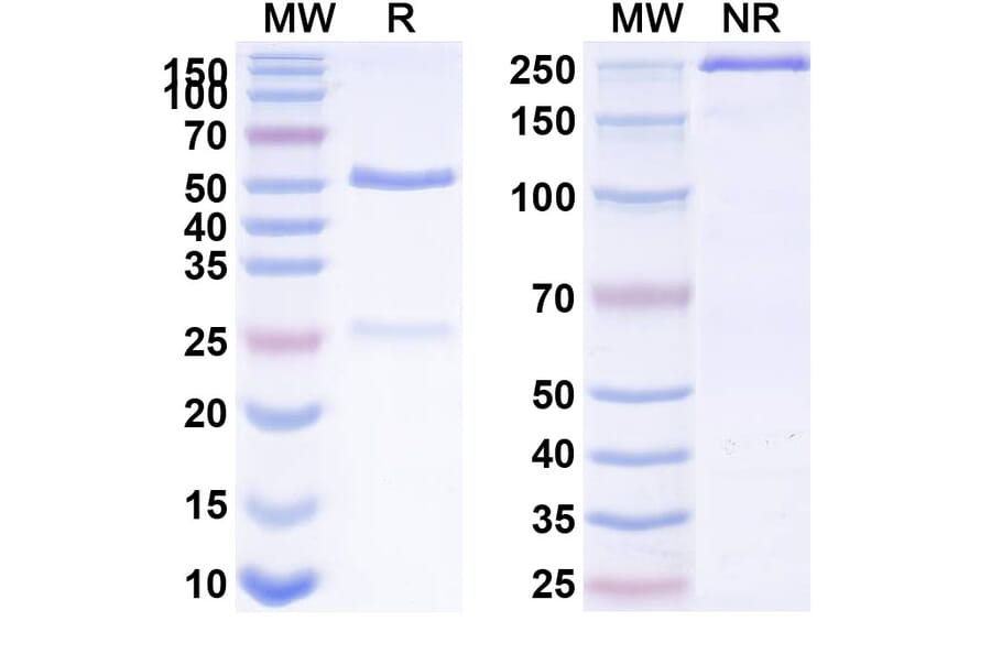 SDS-PAGE - Anti-IL-15 Antibody [DISC28] Biosimilar - BSA and Azide free (A339861) - Antibodies.com