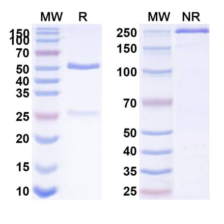 SDS-PAGE - Anti-IL-15 Antibody [DISC28] Biosimilar - BSA and Azide free (A339861) - Antibodies.com