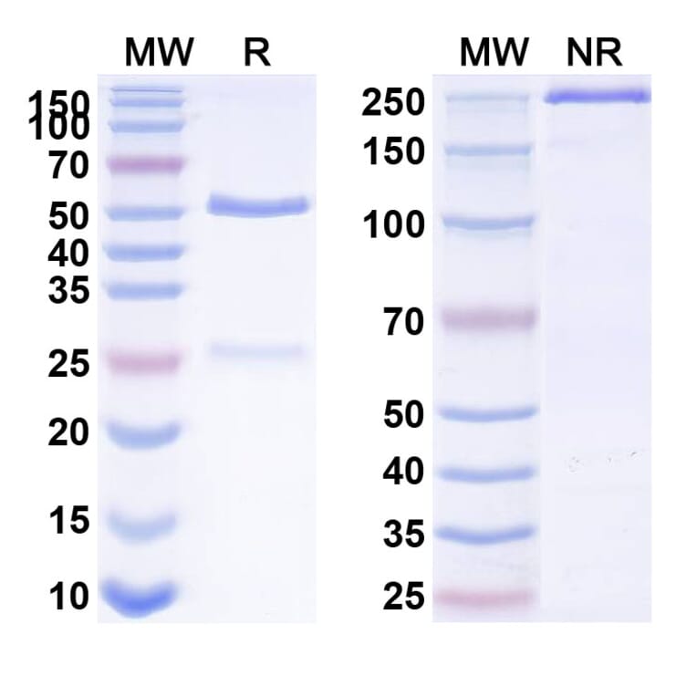 SDS-PAGE - Anti-IL-15 Antibody [DISC28] Biosimilar - BSA and Azide free (A339861) - Antibodies.com