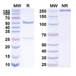 SDS-PAGE - Anti-IL-15 Antibody [DISC28] Biosimilar - BSA and Azide free (A339861) - Antibodies.com