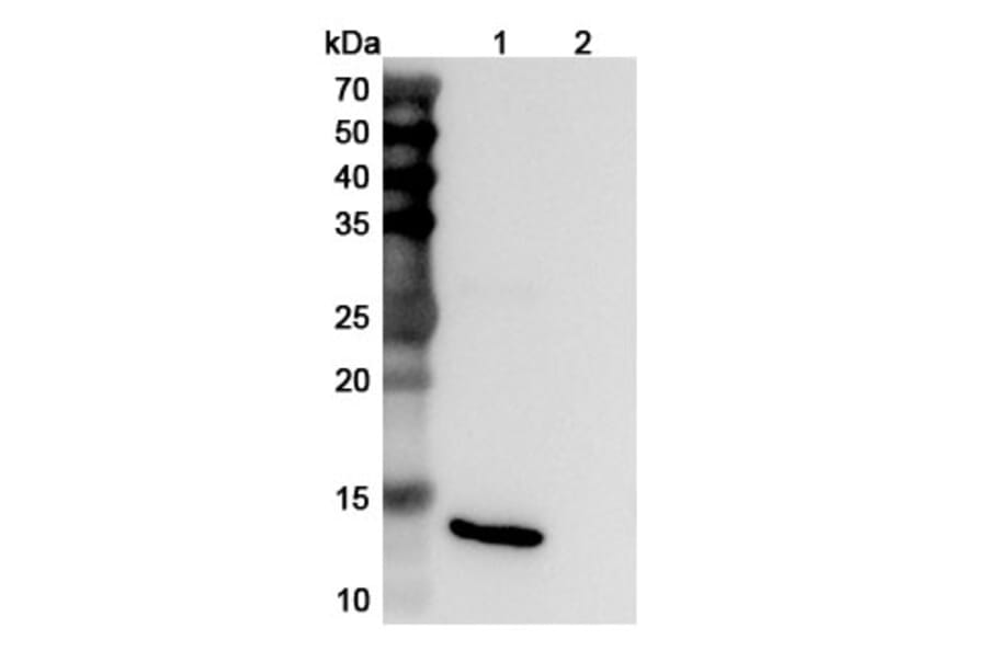 SDS-PAGE - Anti-IL-15 Antibody [DISC28] Biosimilar - BSA and Azide free (A339861) - Antibodies.com
