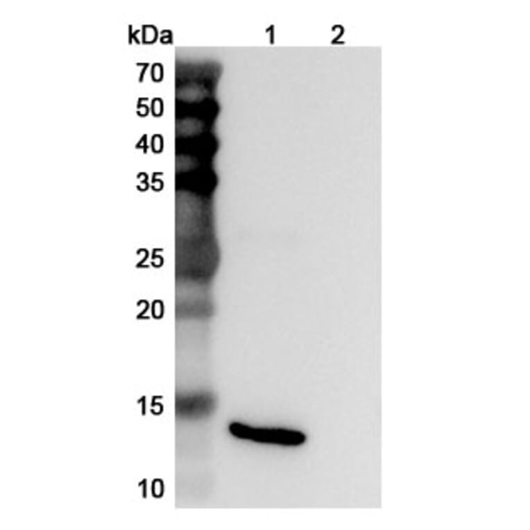 SDS-PAGE - Anti-IL-15 Antibody [DISC28] Biosimilar - BSA and Azide free (A339861) - Antibodies.com